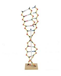 Molecular Models - Orbit DNA-RNA [0504]