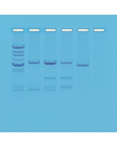 DNA Paternity Testing Simulation [1834]