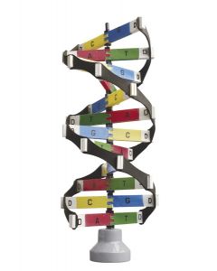 DNA Helix Activity Model [0781]