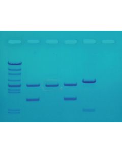 Edvotek DNA Fingerprinting Made Simple [0875]