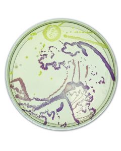 Edvotek Agar Art: Creating Masterpieces with Microbes  [80205]
