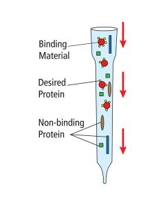 Edvotek Affinity Chromatography of Glucose Binding Proteins