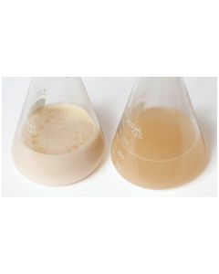Edvotek Bioremediation by Oil Eating Bacteria [80371]