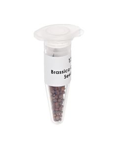Edvotek Brassica Quick Plant™ Seeds (200 Seeds) [80394]