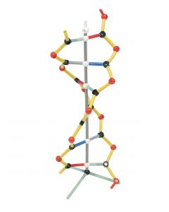 Molecular Models - Orbit Small DNA [0505]