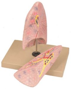 Lung Model (Right) [1802]