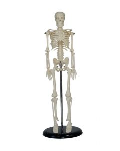 Human Skeleton Desk Top Model [1988]