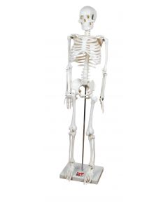 Human Skeleton Half-Size [2308]