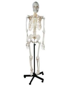 Human Skeleton Model Life-Size [0418]
